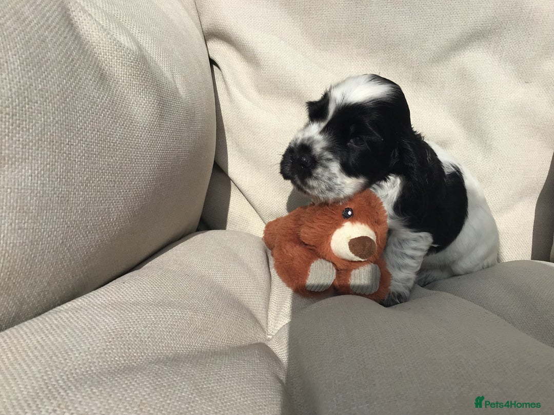Cocker Spaniel dogs for sale: Show cocker pups  K.C. Reg. AMS. PRA. And FN clear - Image 4