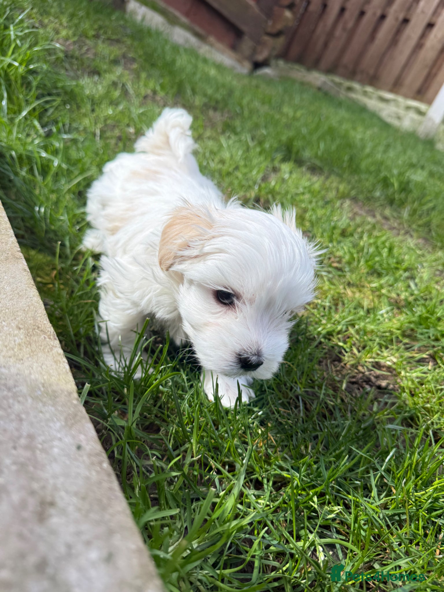 Morkie dogs Morkie Puppies - Advert 4