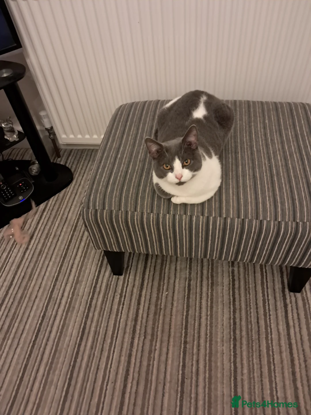 British Shorthair cats for sale: British Shorthaired Young Boy in Huddersfield - Advert 1
