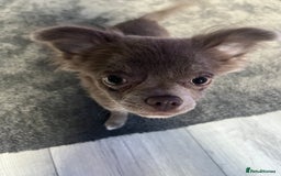 Chihuahua dogs for sale: Blue/lilac long haired chihuahua boy  - Image 3