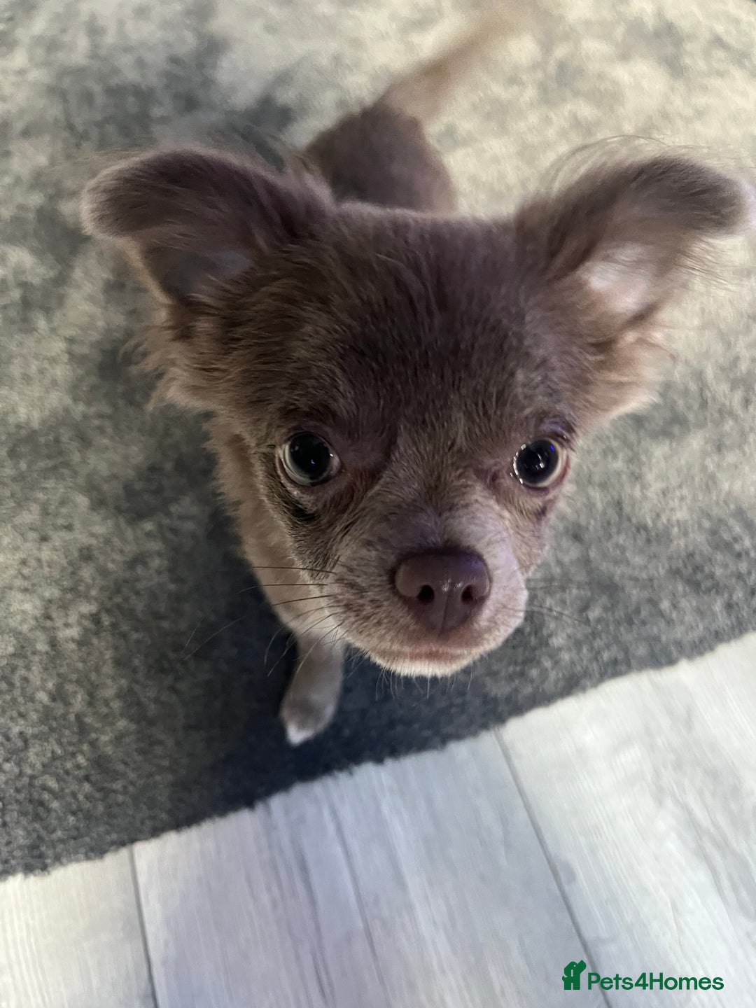 Chihuahua dogs for sale: Blue/lilac long haired chihuahua boy  - Image 3
