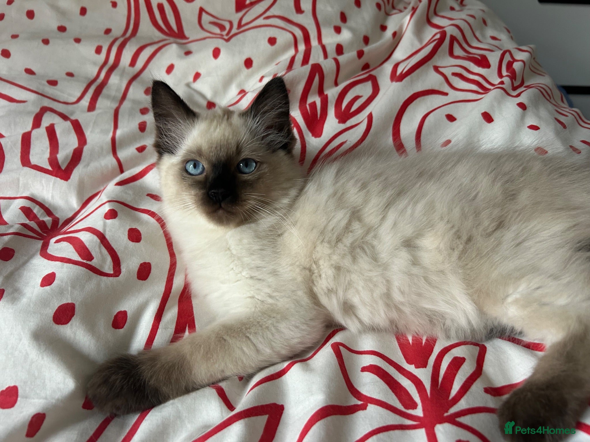 Ragdoll cats 🐾1 Boy left available🐾 - Advert 2