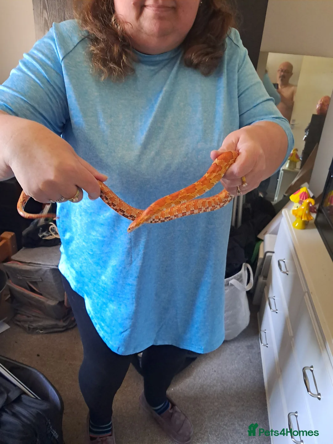 Corn Snake reptiles for sale: Corn snake  in Rochford - Advert 1