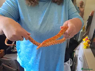 Corn Snake reptiles Corn snake - Advert 1