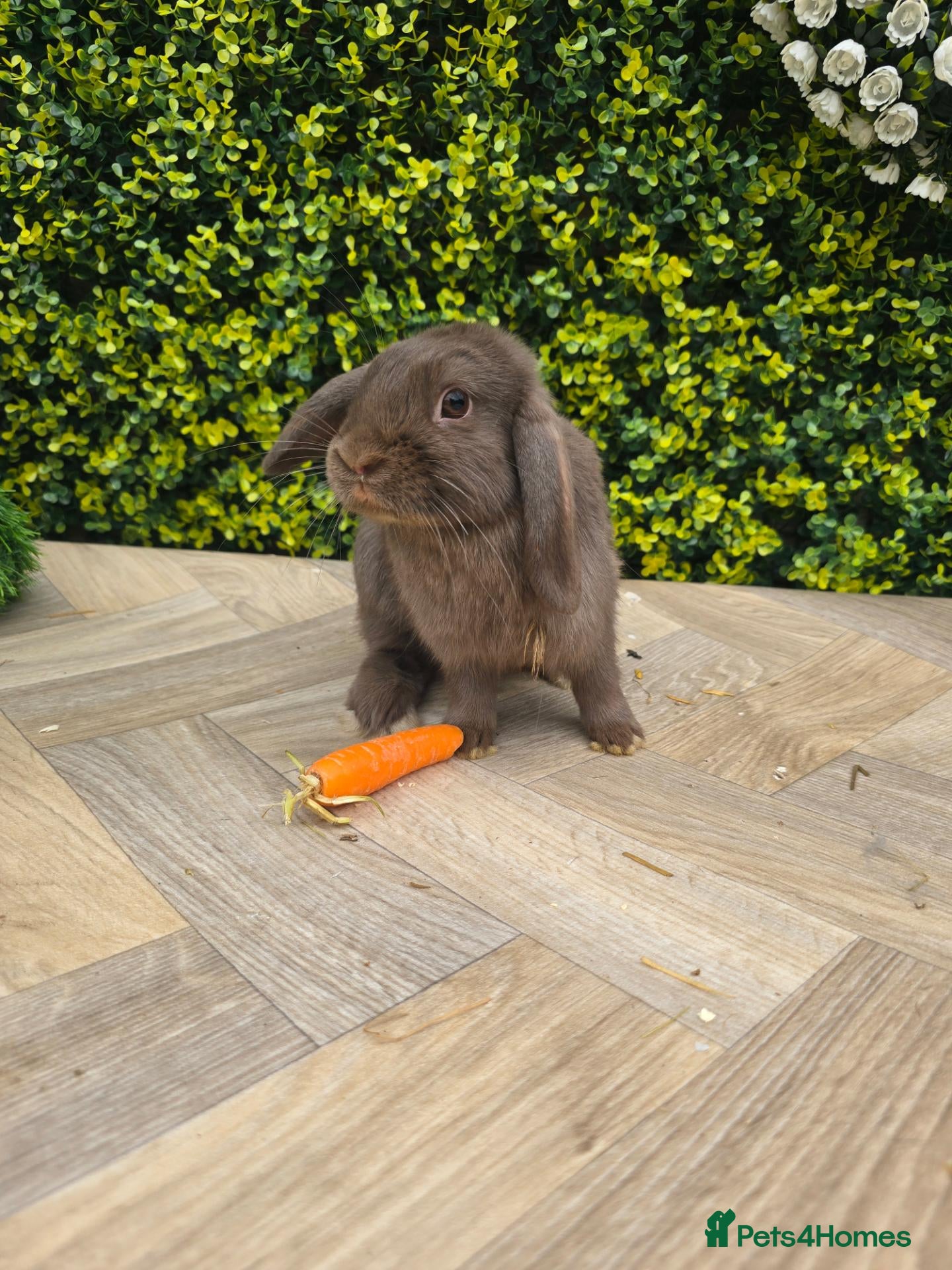 Lionhead rabbits Gorgoeus lion head babies ☁️🤍 - Advert 1