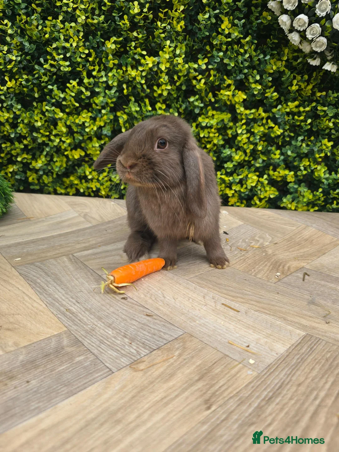 Lionhead rabbits for sale: Gorgoeus lion head babies ☁️🤍 - Advert 1