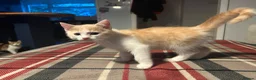 Mixed Breed cats for sale: British Shorthair / Mixed Breed - Advert 3