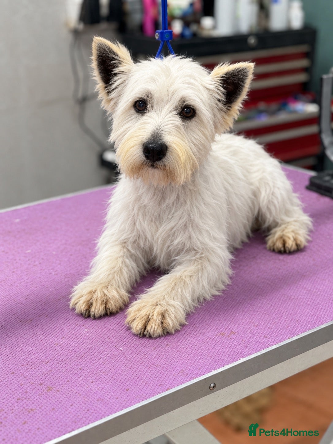 West Highland Terrier dogs West highland puppies KC registered  - Advert 1
