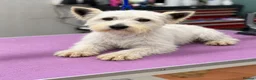 West Highland Terrier dogs for sale: West highland puppies KC registered  - Advert 1