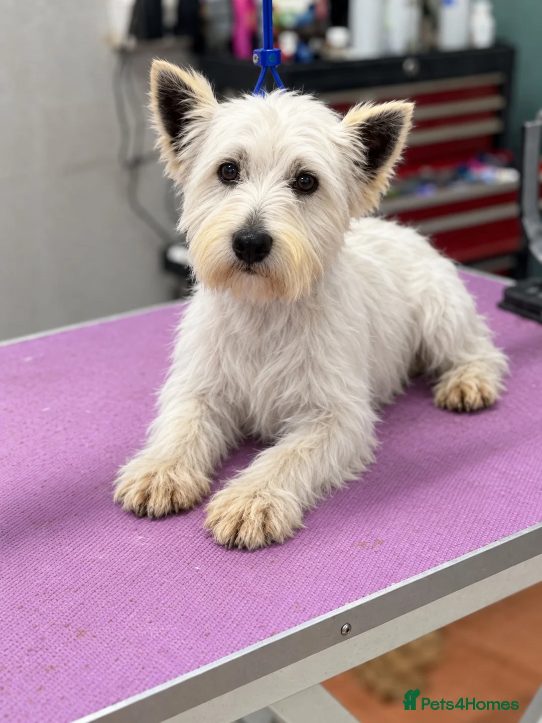West Highland Terrier dogs for sale: West highland puppies KC registered  - Advert 1