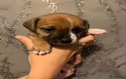 Jug dogs for sale: Beautiful litter of jack russle x jug - Image 14