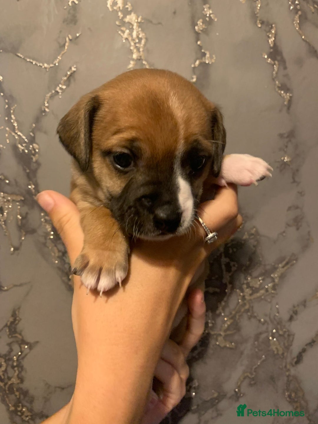 Jug dogs for sale: Beautiful litter of jack russle x jug - Image 14