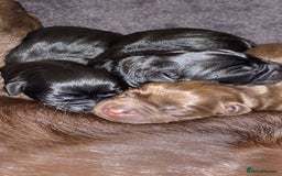 Labrador Retriever dogs for stud: Labrador Retriever for Stud - Marley in Gravesend - Image 10