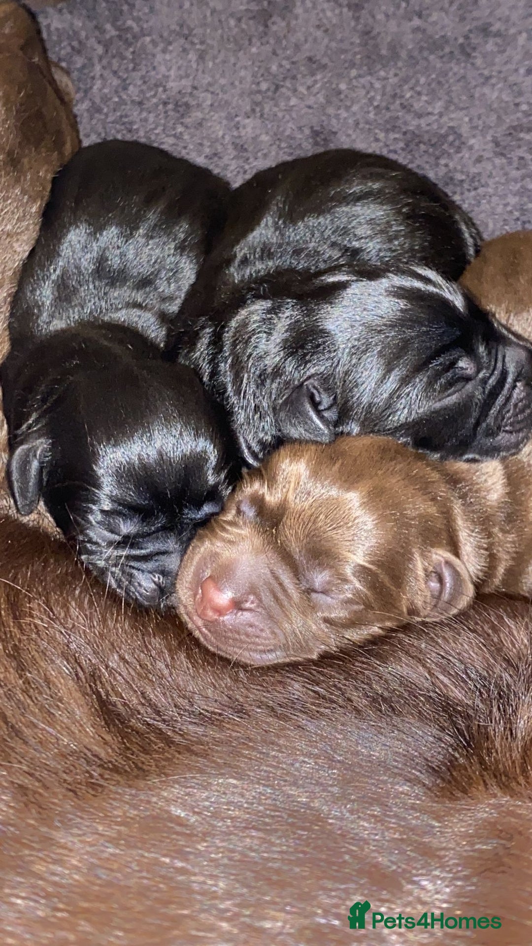 Labrador Retriever dogs for stud: Labrador Retriever for Stud - Marley in Gravesend - Image 10