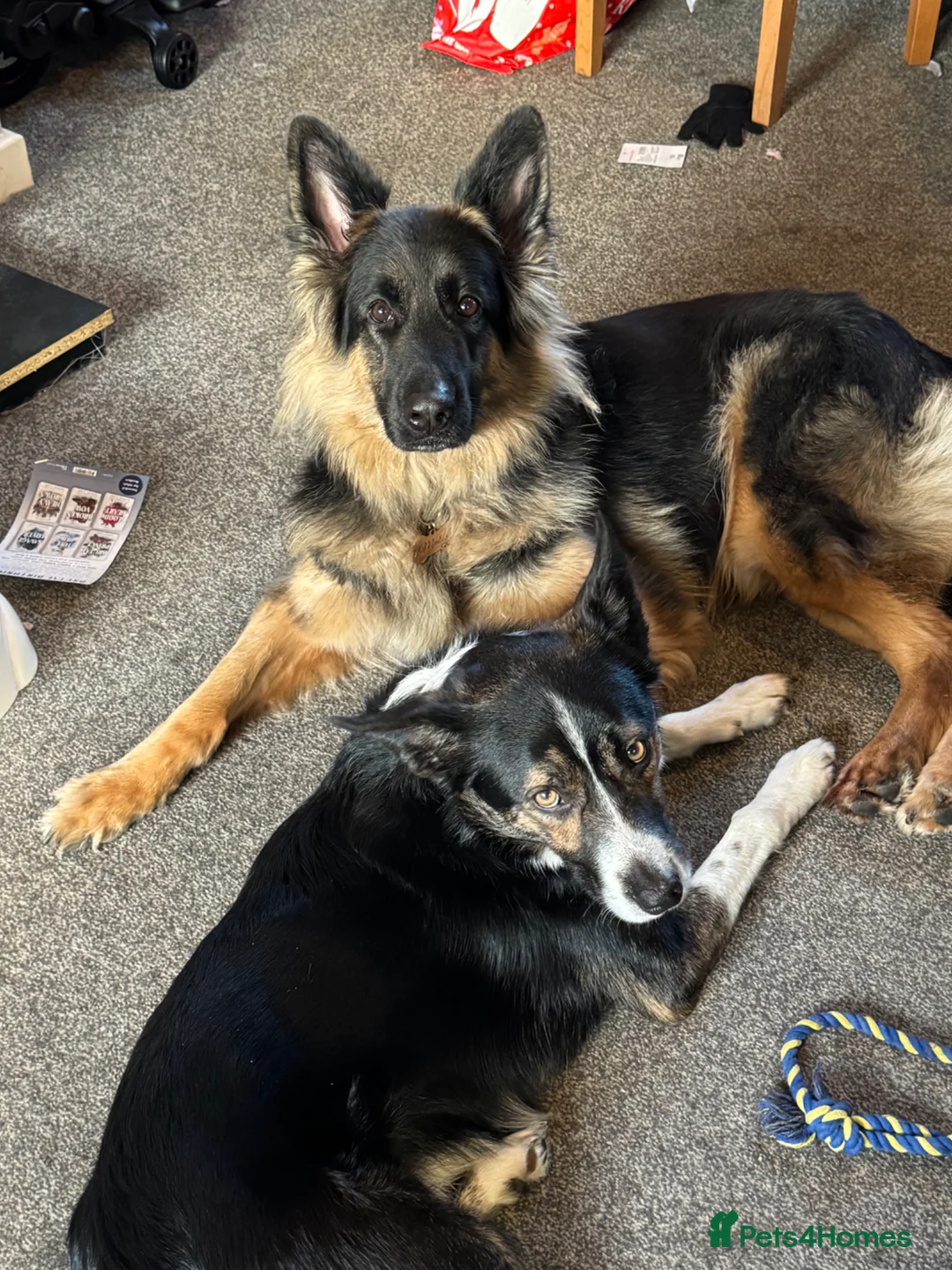 Mixed Breed dogs for sale: Shollie puppies in Wrexham - Advert 2