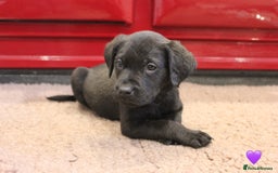 Labrador Retriever dogs for sale: Lovely Labrador Puppies ready next weekend - Image 11