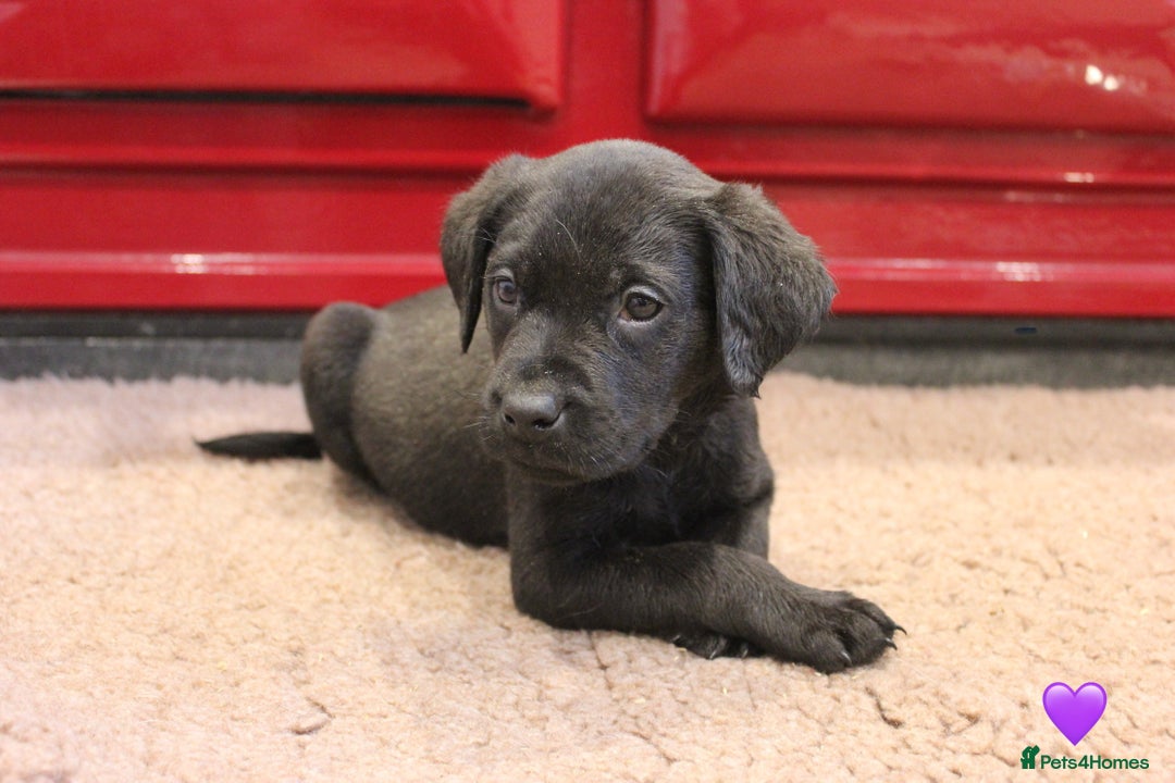 Labrador Retriever dogs for sale: Lovely Labrador Puppies ready next weekend - Image 11