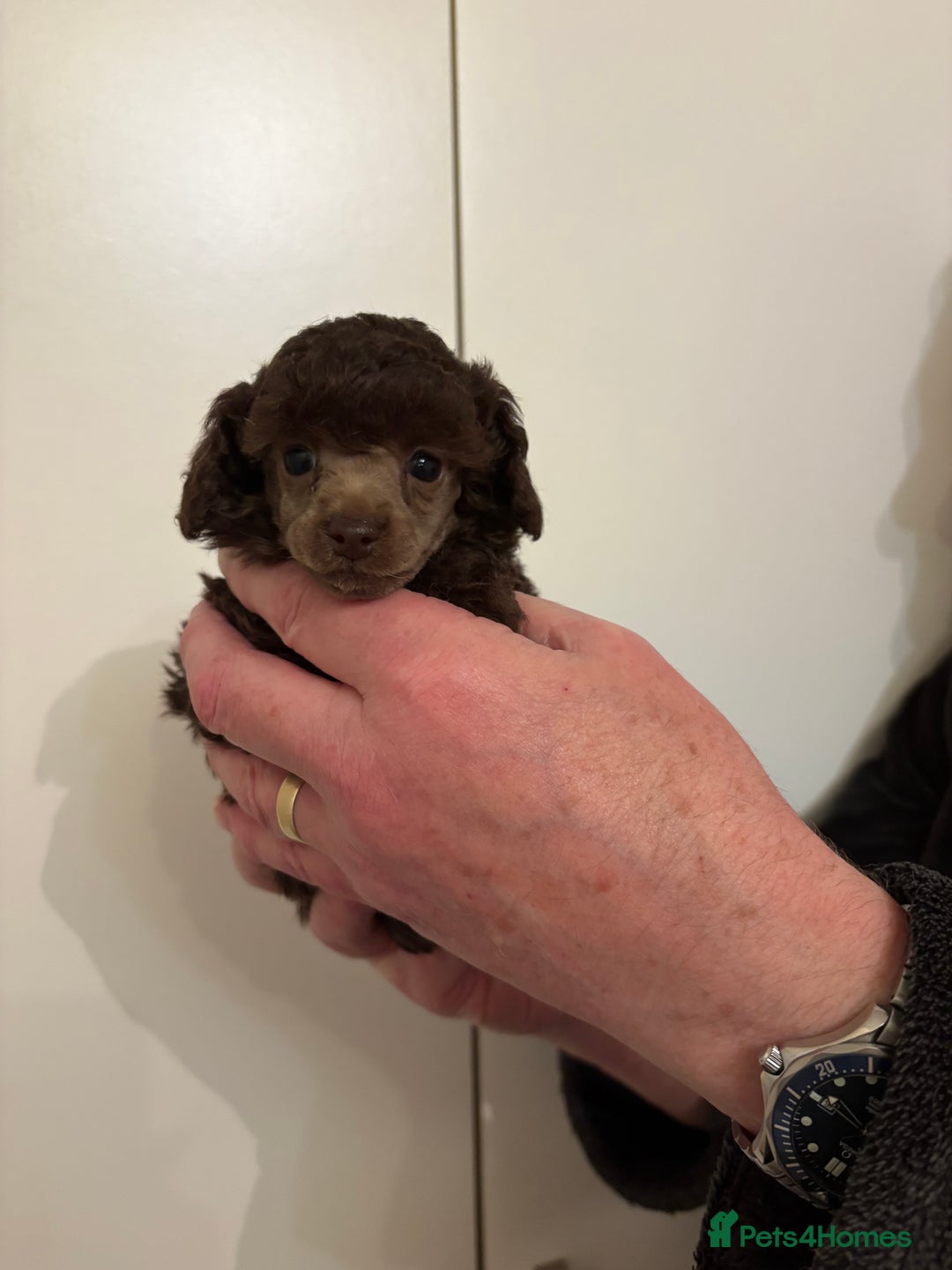 Toy Poodle dogs for sale: Beautiful KC Registered Toy Poodle Puppies - Advert 5