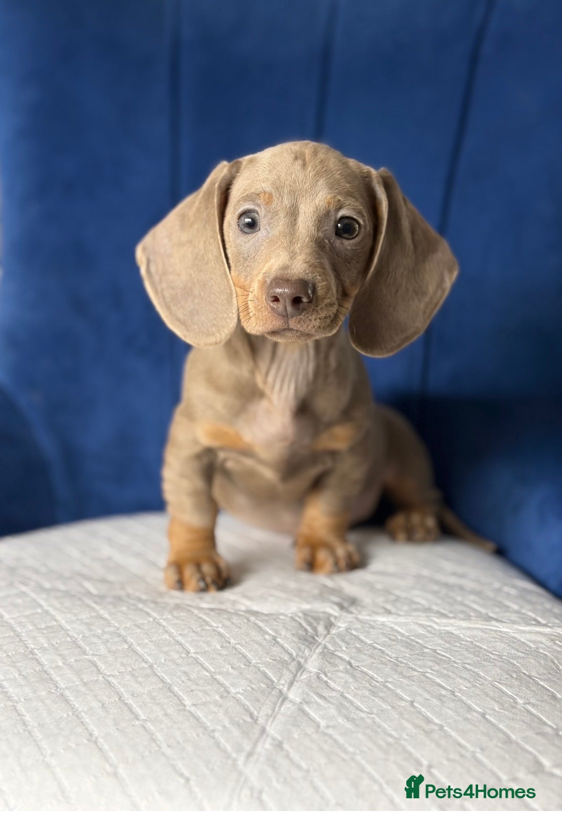 Miniature Dachshund dogs Miniature Dachshunds 8 weeks old Ready to leave  - Advert 8