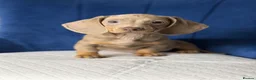 Miniature Dachshund dogs for sale: Miniature Dachshunds 2 girls left  - Advert 2
