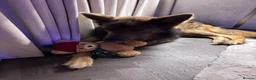 German Shepherd dogs for stud: German Shepherd Stud - Advert 4