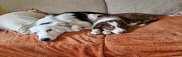 Border Collie dogs for sale: Red, white and tan border collie puppies for sale  in Evesham - Advert 2