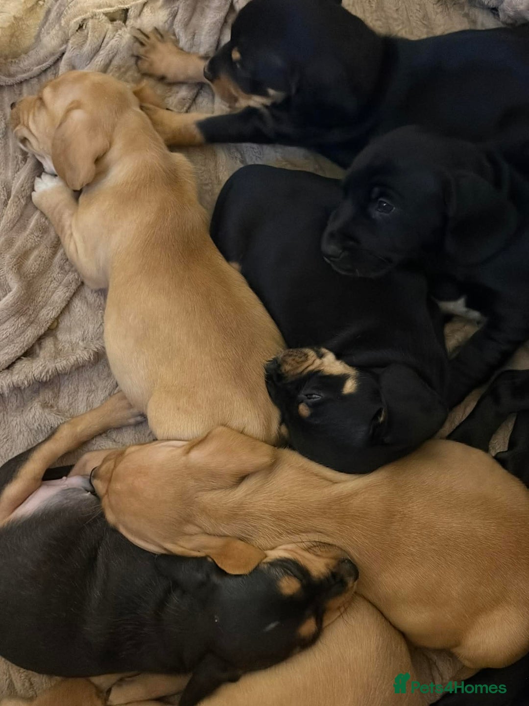 Mixed Breed dogs for sale: 9 Docker puppies - Advert 5
