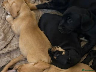 Mixed Breed dogs 9 Docker puppies - Advert 1