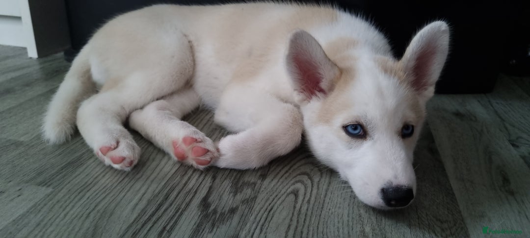 Siberian Husky dogs for sale: Husky puppies - Image 22