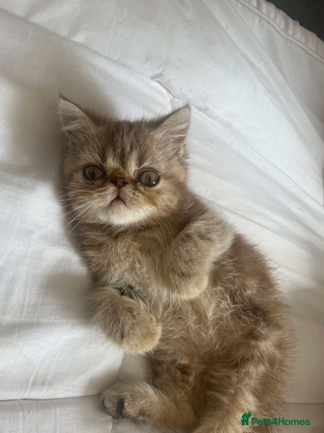 Exotic cats for sale: Female exotic Persian  - Image 1