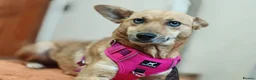 Mixed Breed dogs for adoption: 💙🐶 KAI & ❤️🐶 GERDA– LIKE IN A FAIRY TALE in Burton-on-Trent - Advert 4