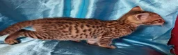 Savannah cats for sale: Super spotty F5 Savannah kittens - Advert 21