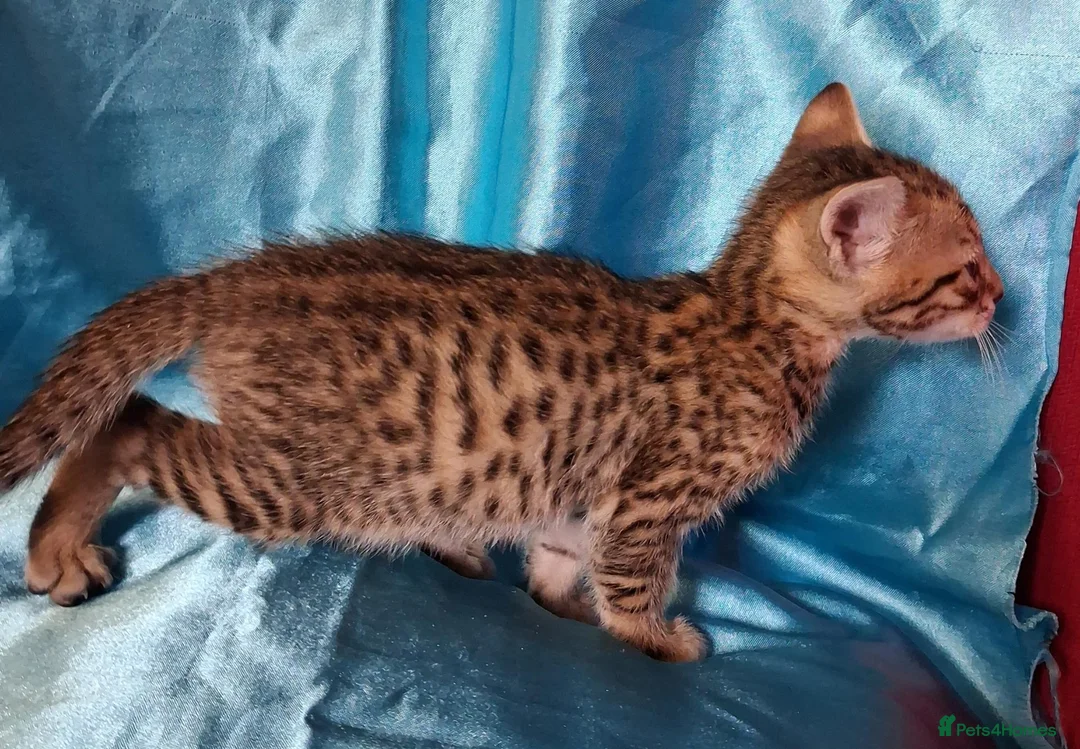 Savannah cats for sale: Super spotty F5 Savannah kittens - Advert 21