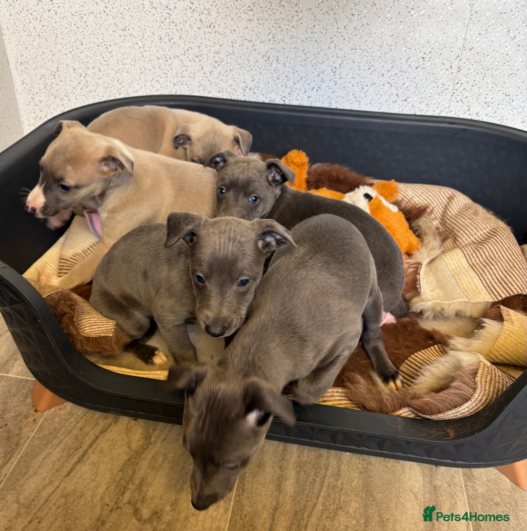 Whippet dogs for sale: 5 beautiful kc registered whippit puppies  - Advert 10