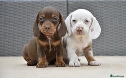 Dachshund dogs for sale: Stunning dachshund puppies  - Image 2