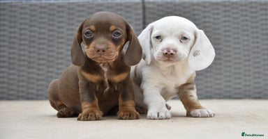 Dachshund dogs - Advert 7