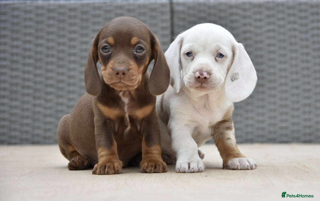 Dachshund dogs for sale: Stunning dachshund puppies  - Image 2