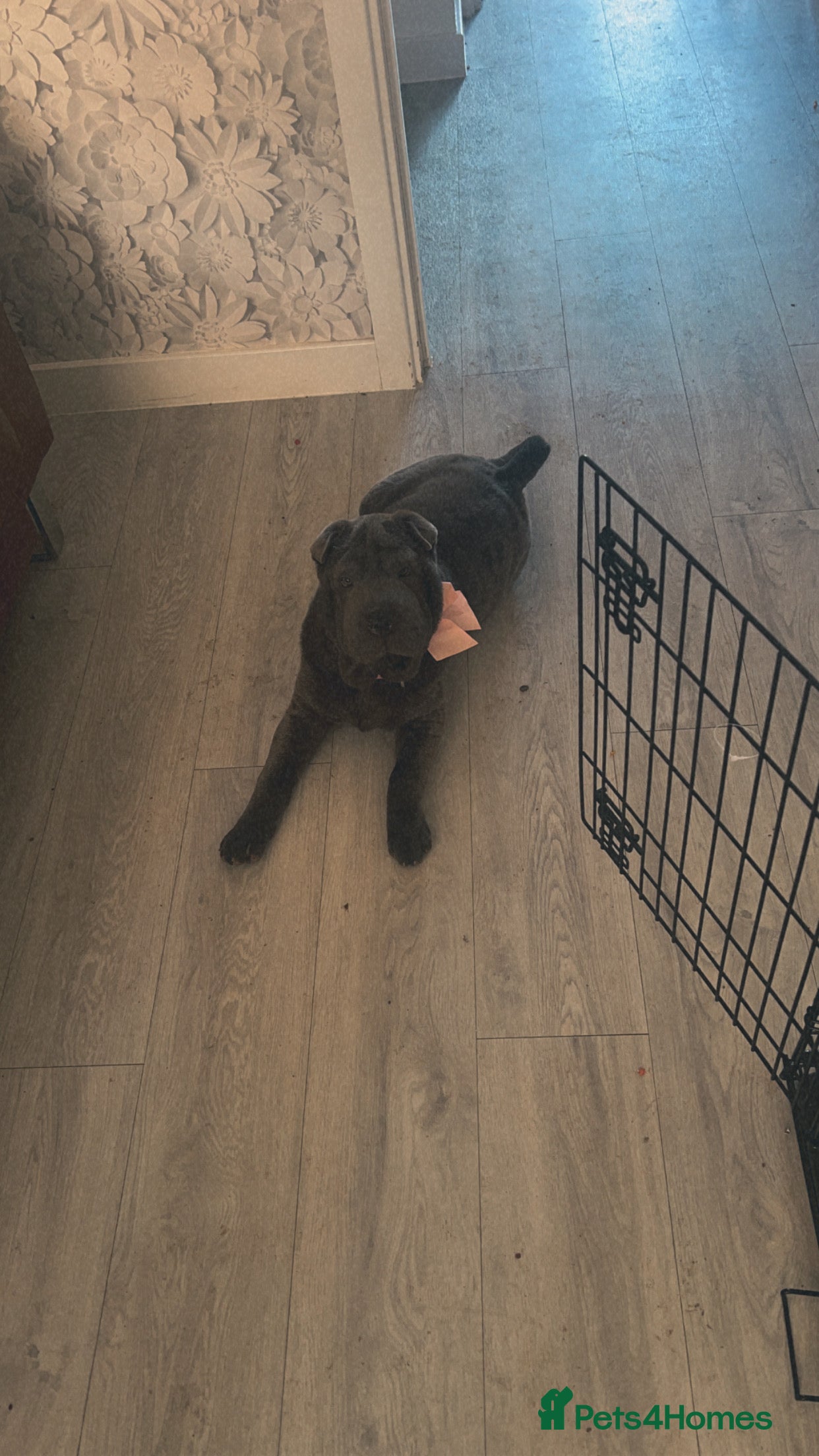 Shar Pei dogs MARGO  - Advert 6