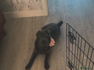 Shar Pei dogs MARGO - Advert 5