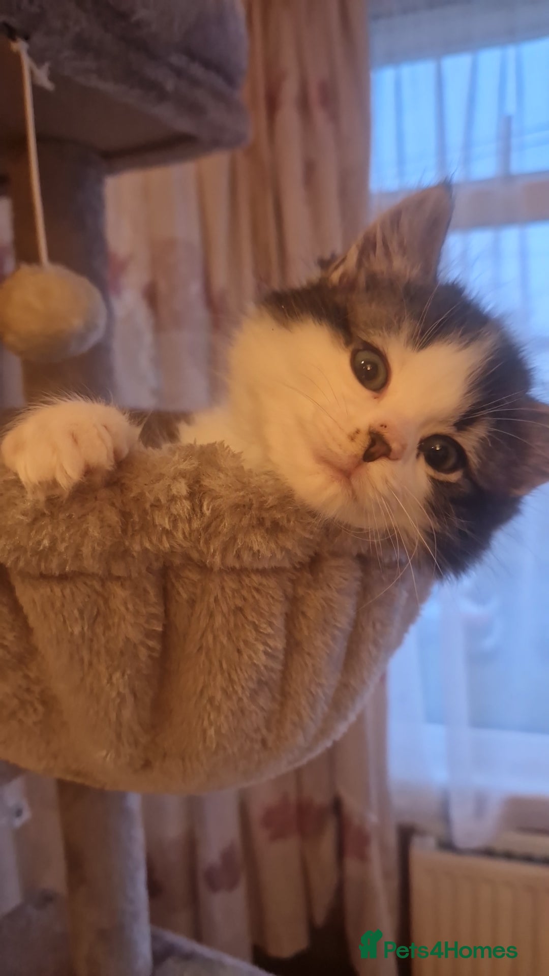 Ragdoll cats for sale: Ragdoll mix - Advert 5