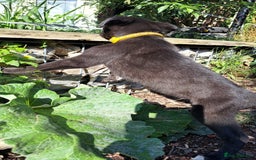 Greyhound dogs for sale: 💙READY TO GO💙 1 pup left - Irish Greyhound  - Image 11