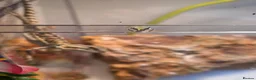 Bearded Dragon reptiles for sale: Baby bearded dragon no enclosure  - Advert 4
