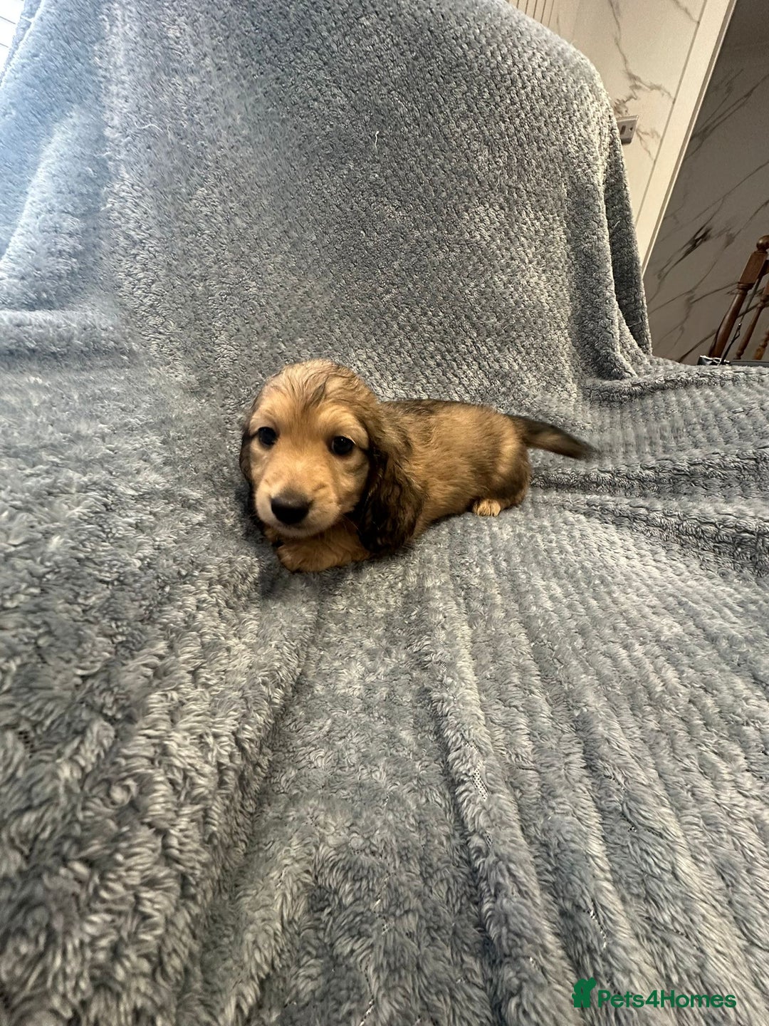 Miniature Dachshund dogs for sale: Miniature long haired CREAM boys  - Image 15