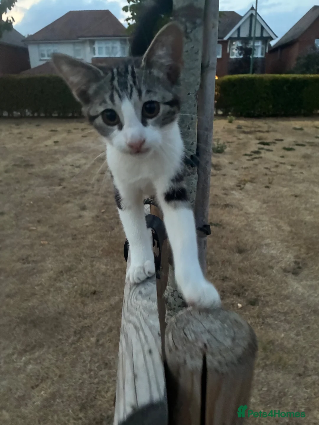 Mixed Breed cats for sale: Marielle - Advert 11