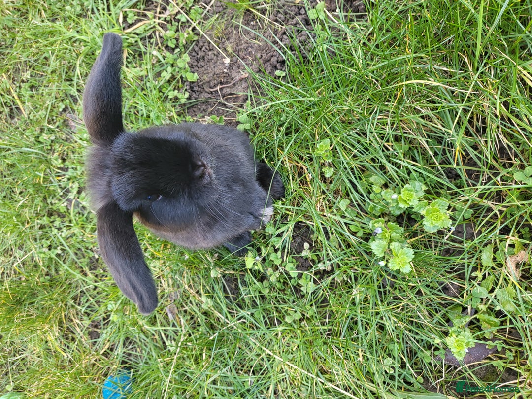 Mini Lop rabbits for sale: Black Male Mini Lop - Image 5