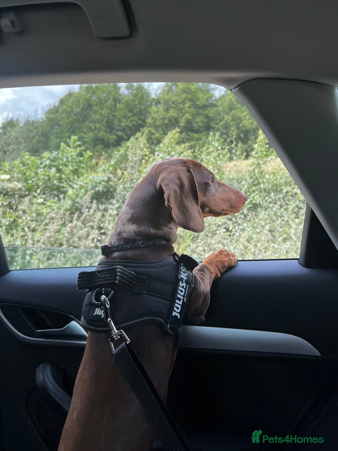 Dachshund dogs for stud: Male Dachshund  - Advert 4