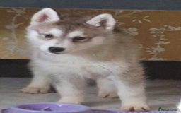 Siberian Husky dogs for sale: KC litter 5* rating by buyers REDUCED  - Image 2