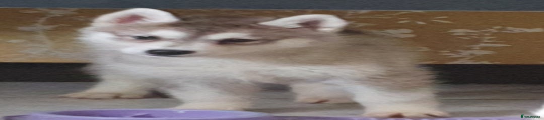 Siberian Husky Puppy 1