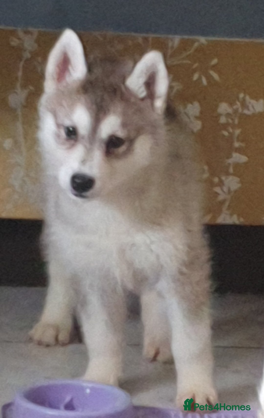Siberian Husky dogs for sale: KC litter 5* rating by buyers REDUCED  - Image 2