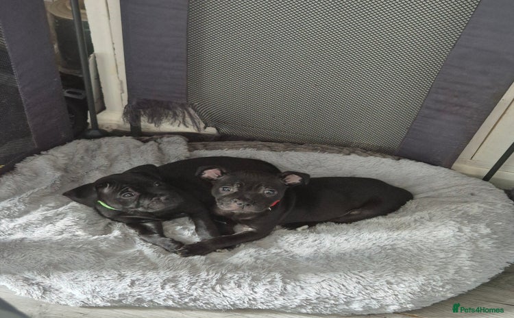 Staffordshire Bull Terrier dogs - Advert 12